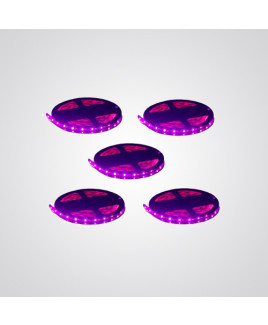 Ryna Pink Colour LED Strip Light 5 Meters Each (Non Water Proof)-Pack of 5